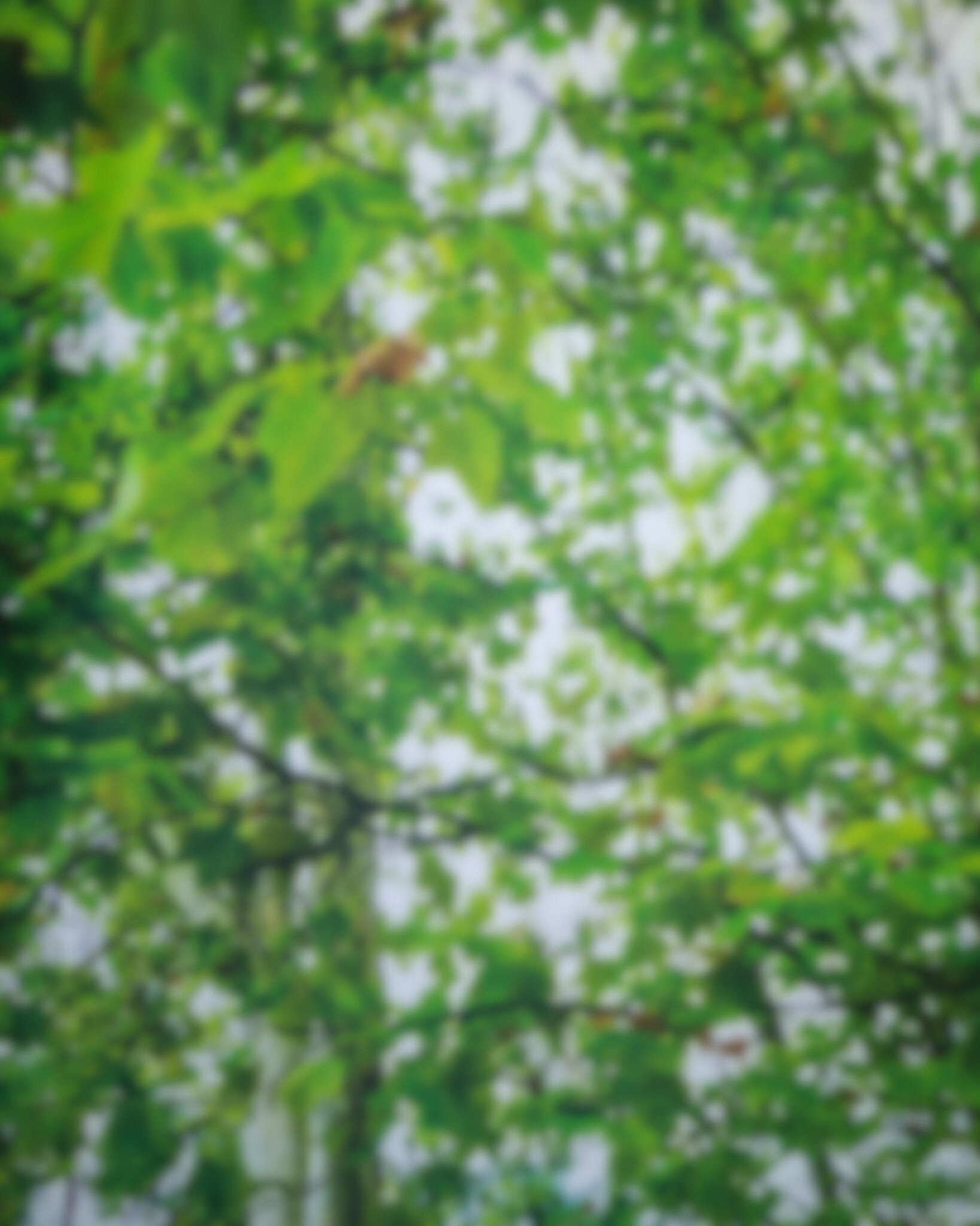 Carolina Wiesendanger